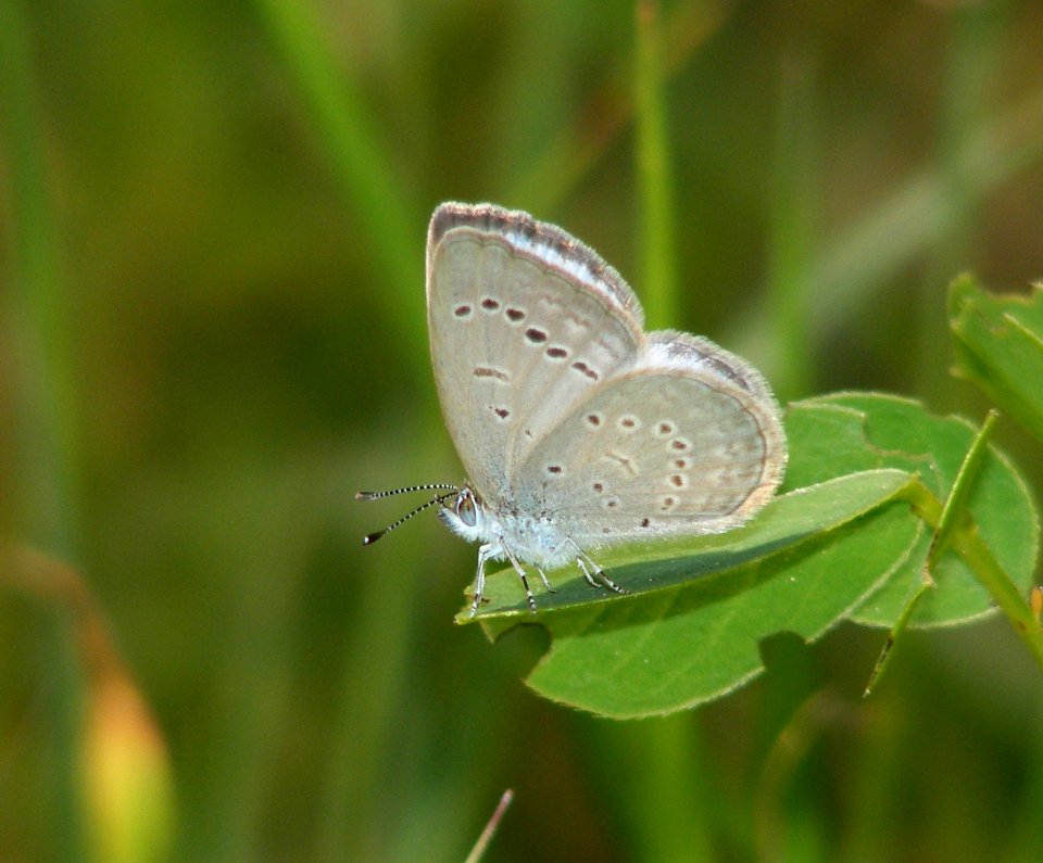 Pale Grass Blue Pseudozizeeria maha photo