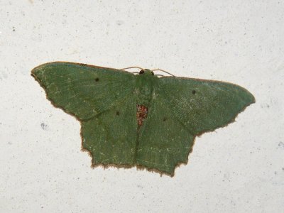 Green Moth