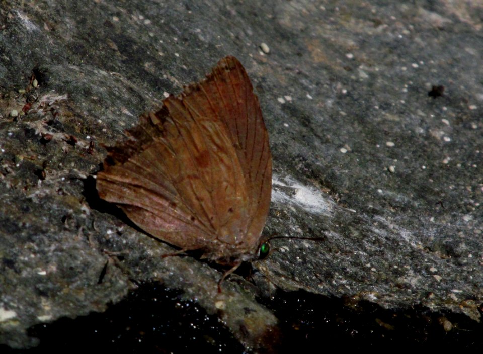 Kanara Oakblue (Rosy Oakblue) - Panchala canaraica female