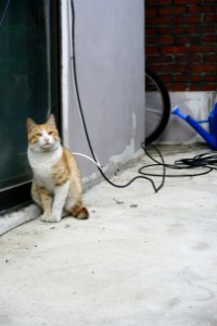 ko-short-cat photo
