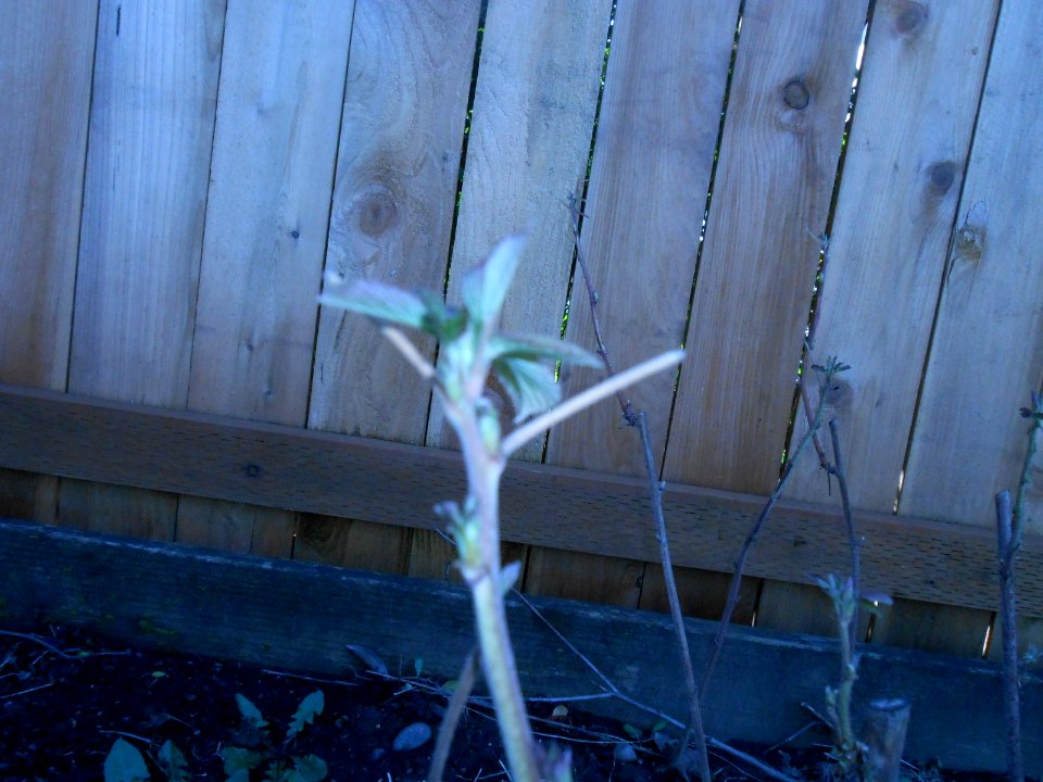 Raspberry - Early Leaves (1)