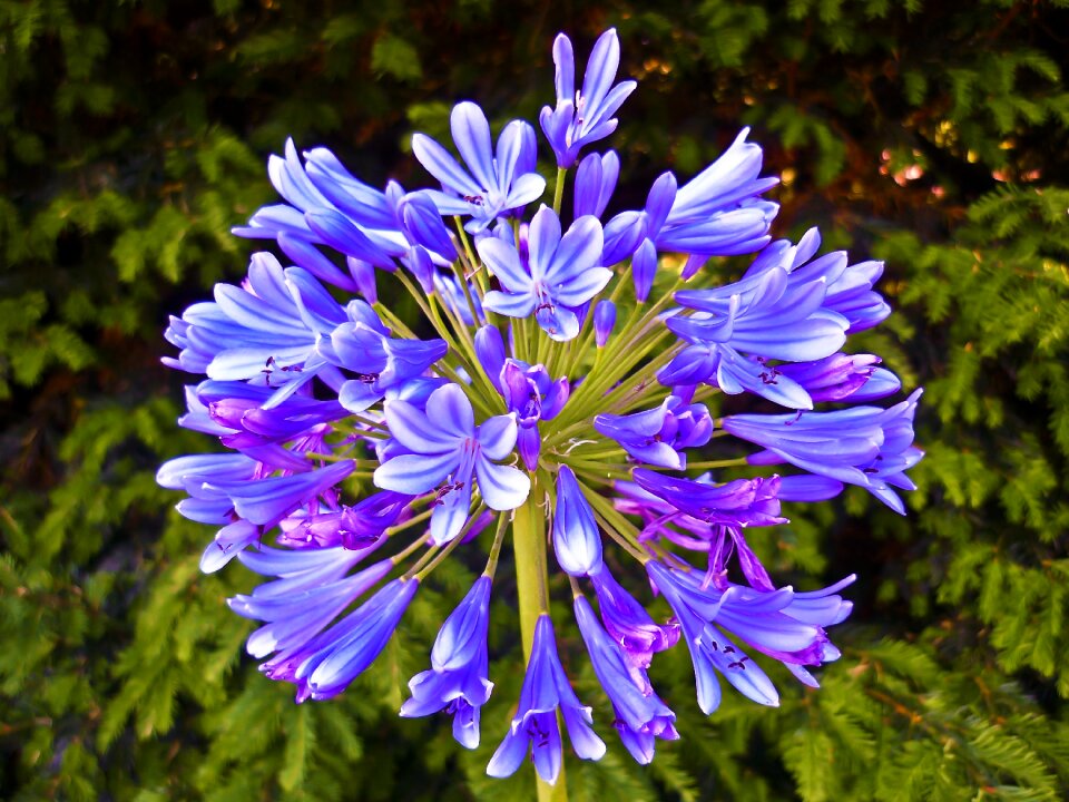 Close up plant nature