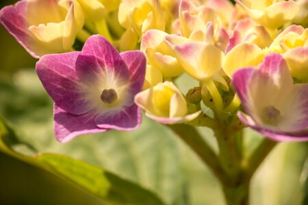 Flower green pink photo