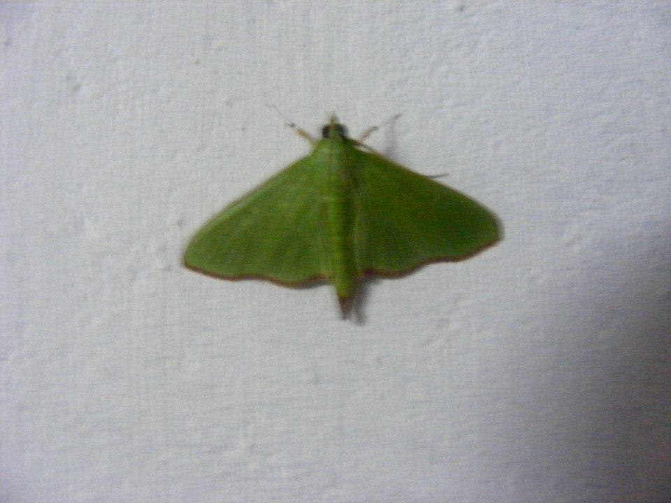 Parotis sp., Crambidae, Spilomelinae