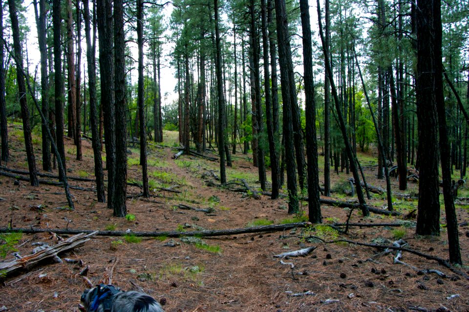 Kelsey Trail No. 3