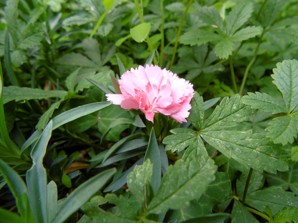 Plant flower plants