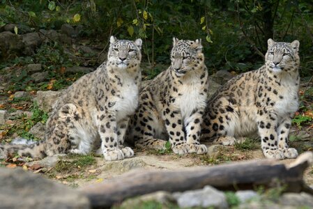 Snow leopards family boy