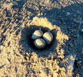 Piping plover renest on Ocracoke Island