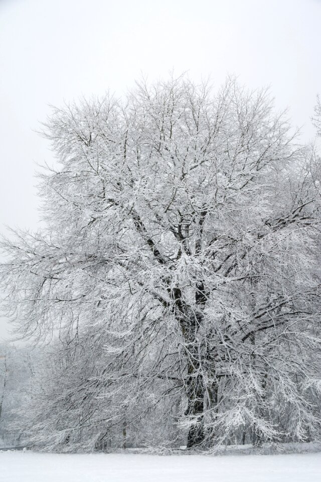 Covered december frost