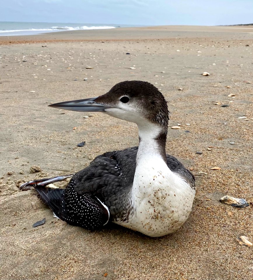 Common loon resting near Ramp 67 on Ocracoke Island