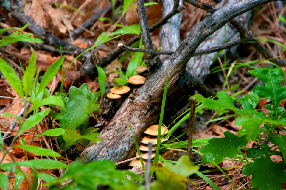 Kelsey Trail No. 3