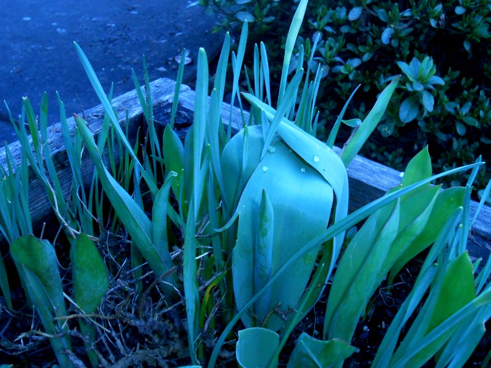 Front Yard Planter