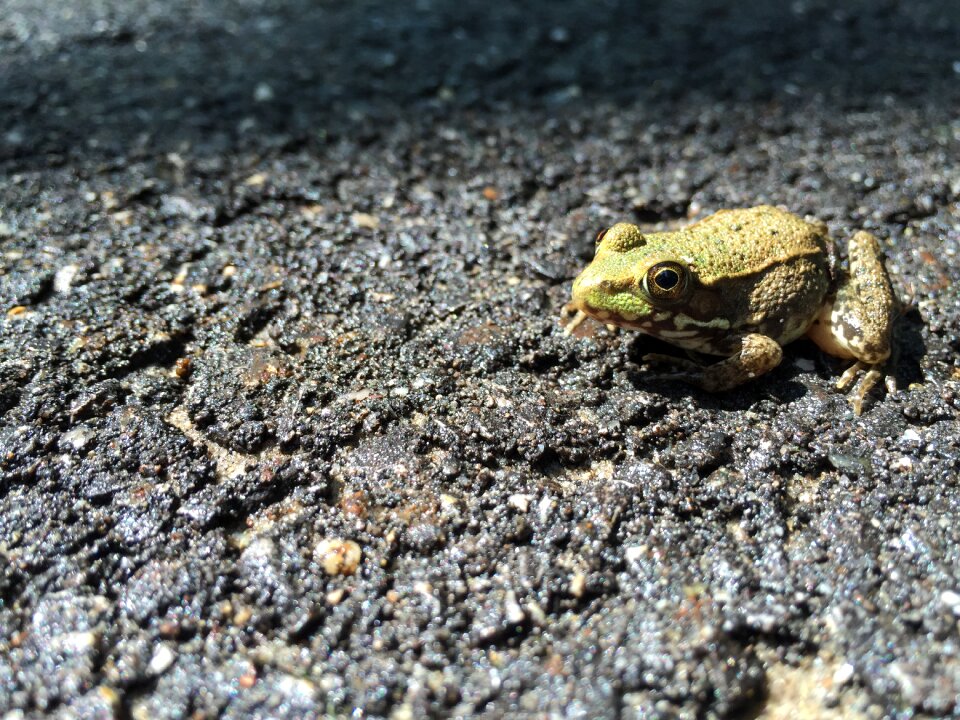 Eye animal amphibian