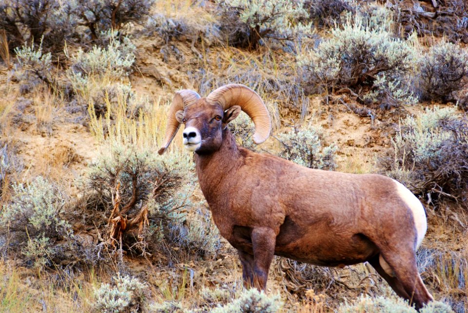 Big Horn King of the Hill