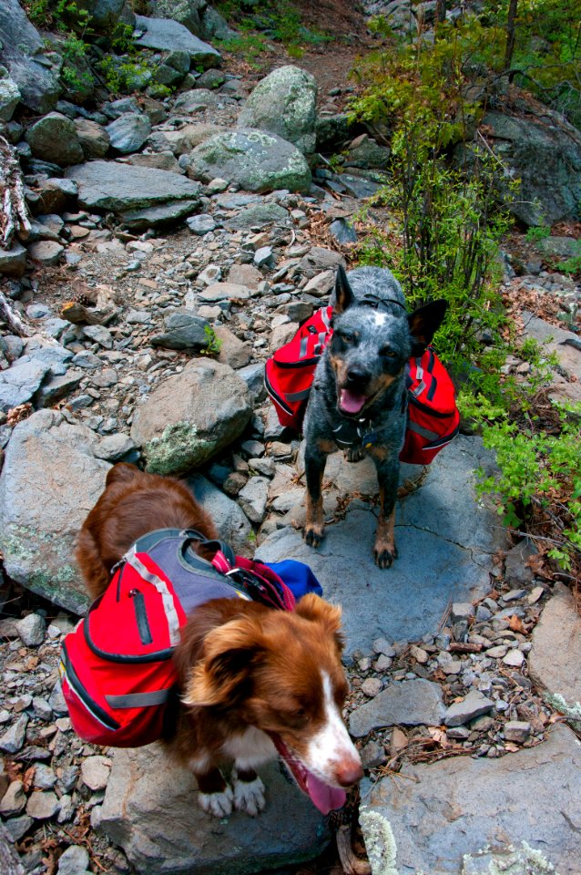 Dorsey Trail No. 7