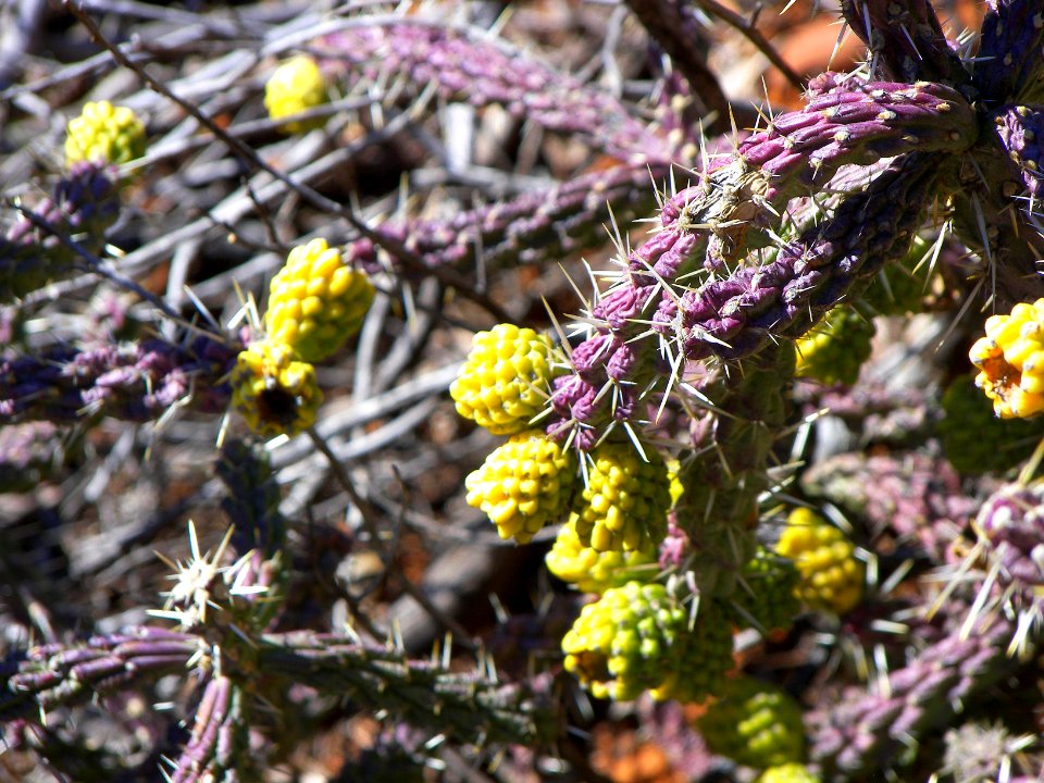 Sedona: Fay Canyon
