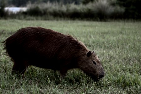 Carpincho / Capybara