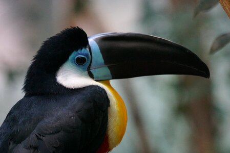 Woodpecker bird bird exotic photo
