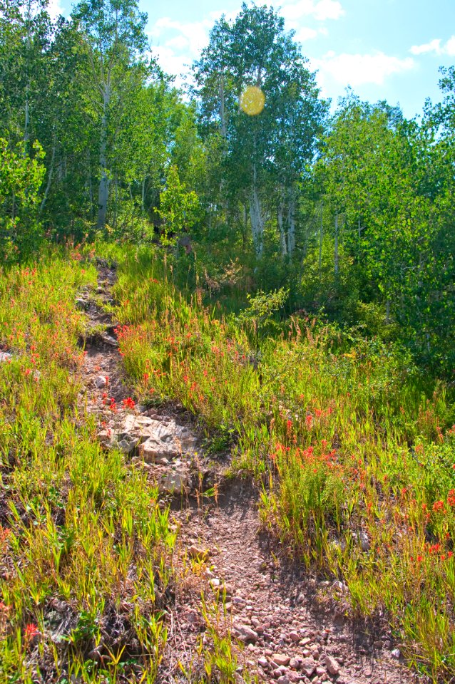 Saddle Mountain Trail
