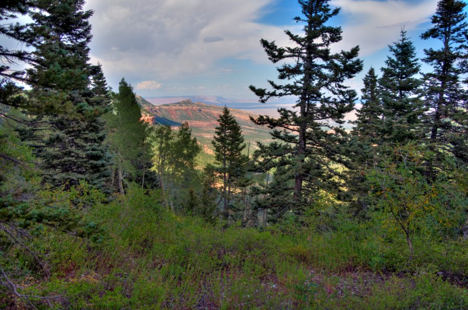 Kaibab Plateau Trail 101