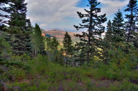 Kaibab Plateau Trail 101