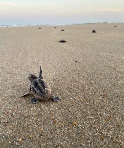 Loggerhead sea turtle hatchling on Ocracoke Island has a question photo