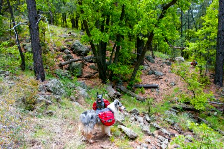 Kelsey Trail No. 3