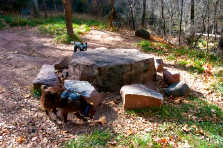 Fossil Springs Wilderness: Springs Area