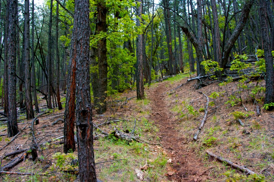 Kelsey Trail No. 3