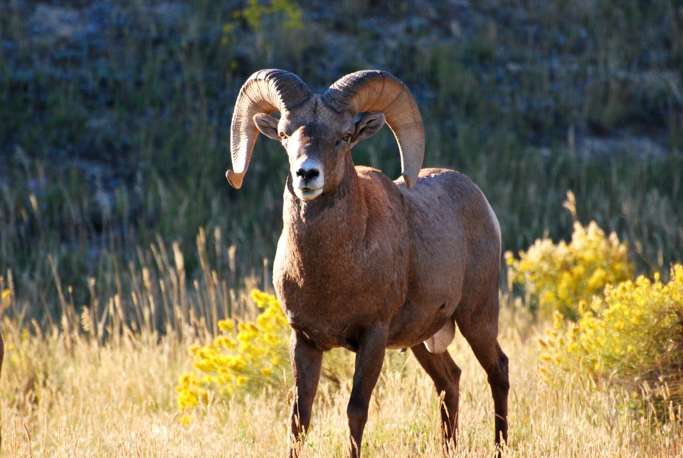 Ram Tough DSC 0050