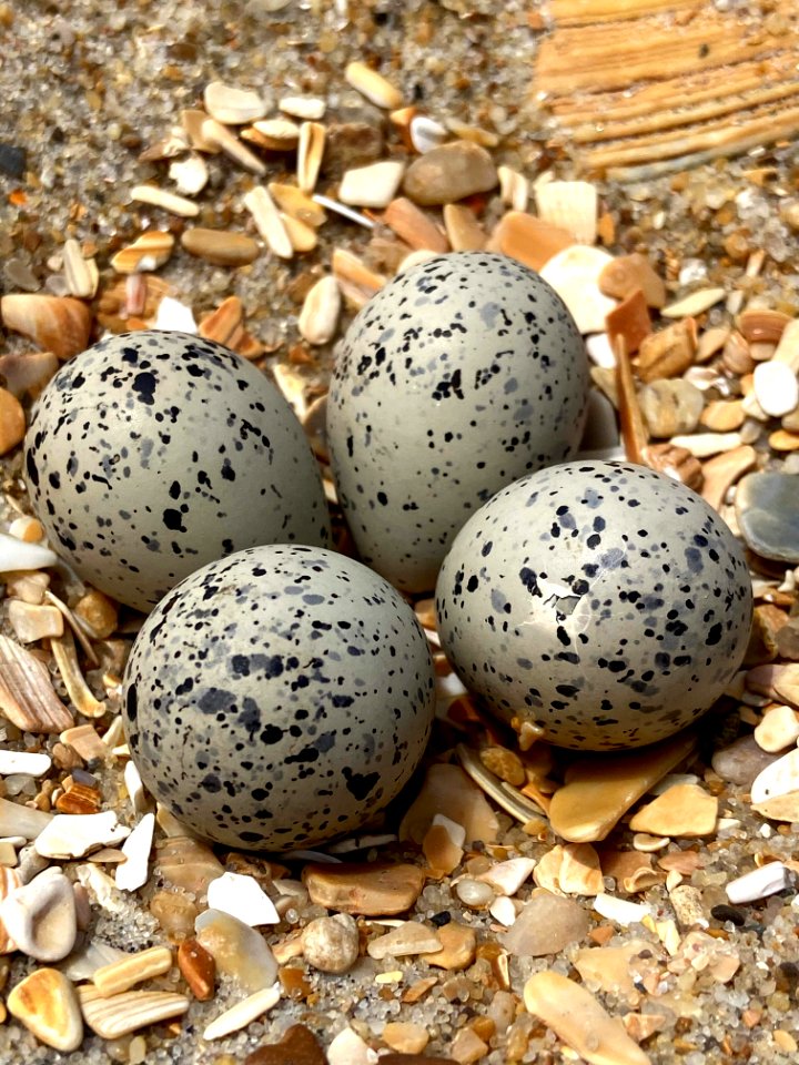 4-egg piping plover nest with a damaged egg, possibly from hail storm