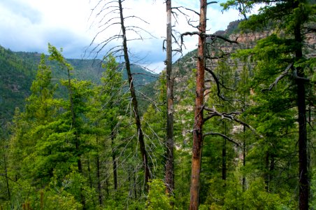 Little L.O. Trail No. 6