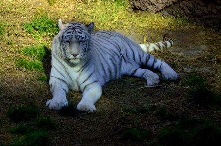 Tigre photo