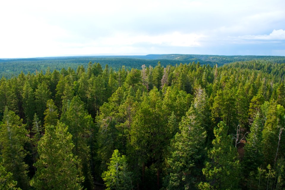 Dry Park Lookout Tower