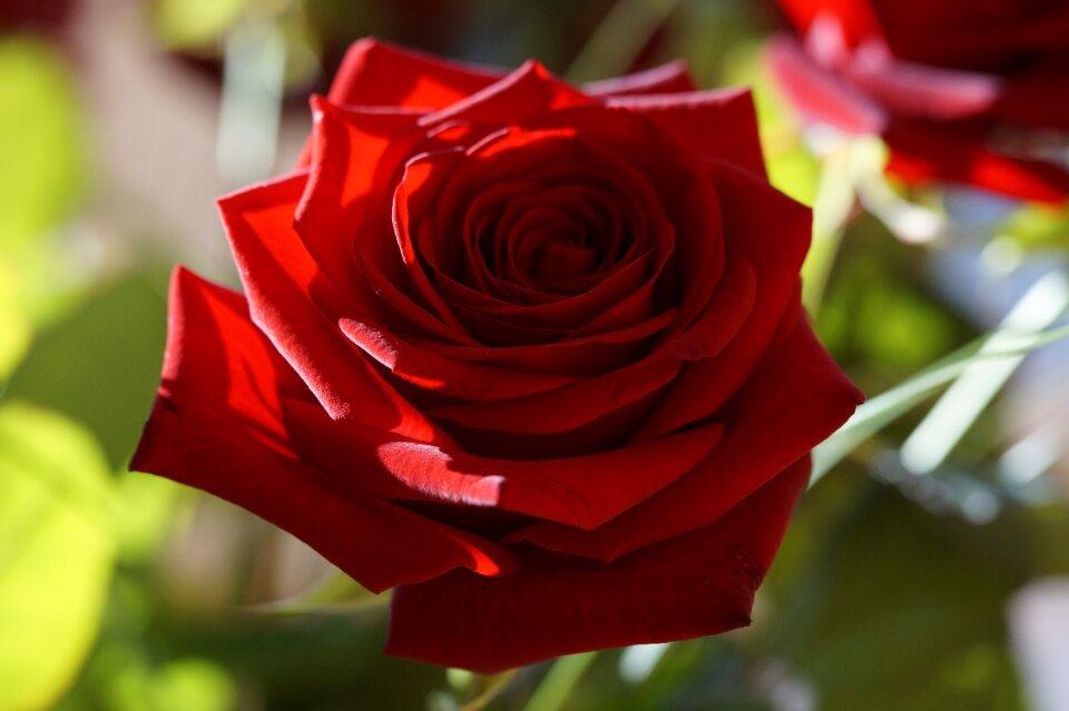 Flower blossom bloom