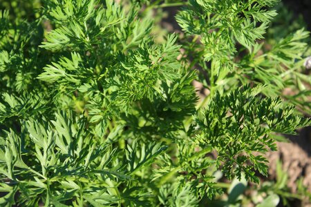 Plants green foods