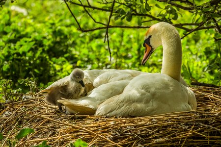 Swans nature wild nature