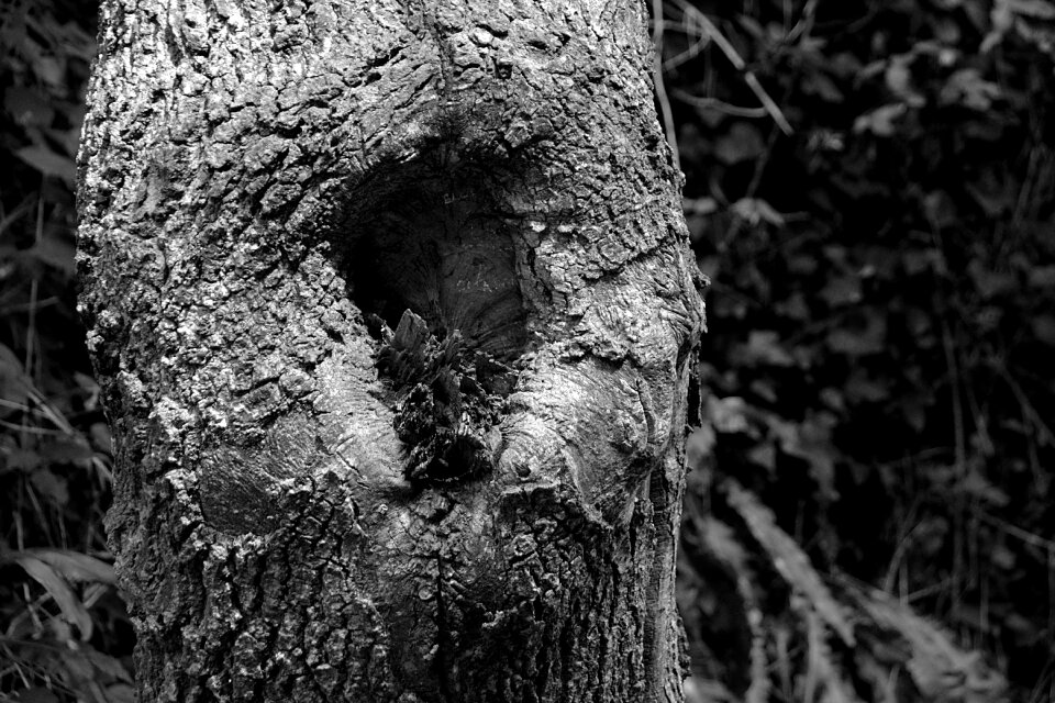 Tree trunk trunk bark