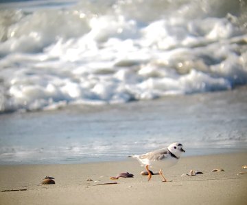 Piping plover foraging along the foreshore on Ocracoke Island photo
