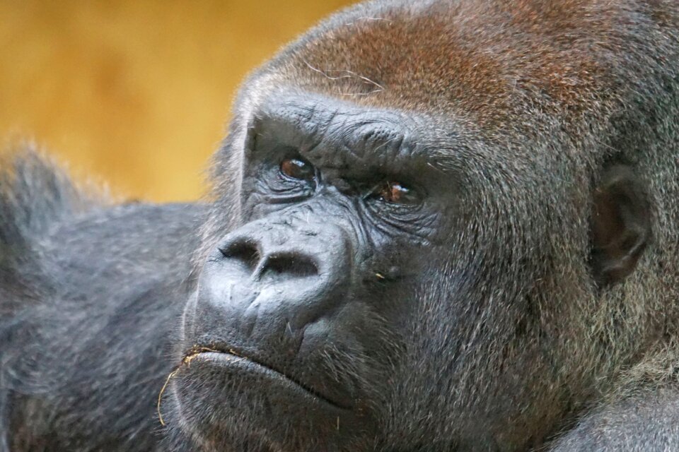 Close up mammal view
