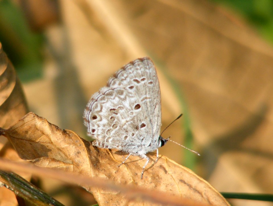 Lime Blue Chilades laius
