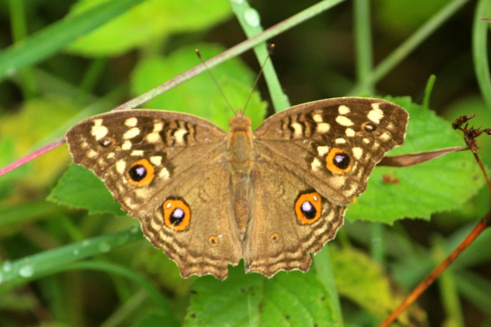 Junonia lemonias Linnaeus, 1758 – Lemon Pansy