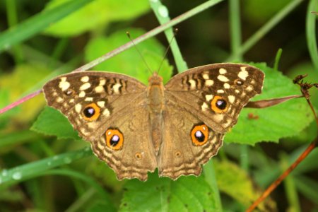 Junonia lemonias Linnaeus, 1758 – Lemon Pansy photo