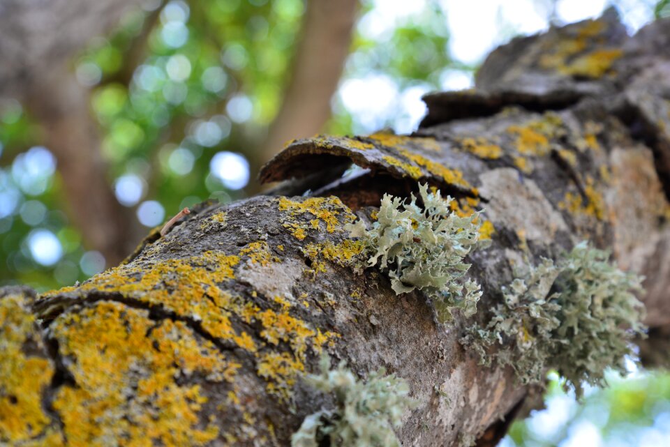 Garden nature branch