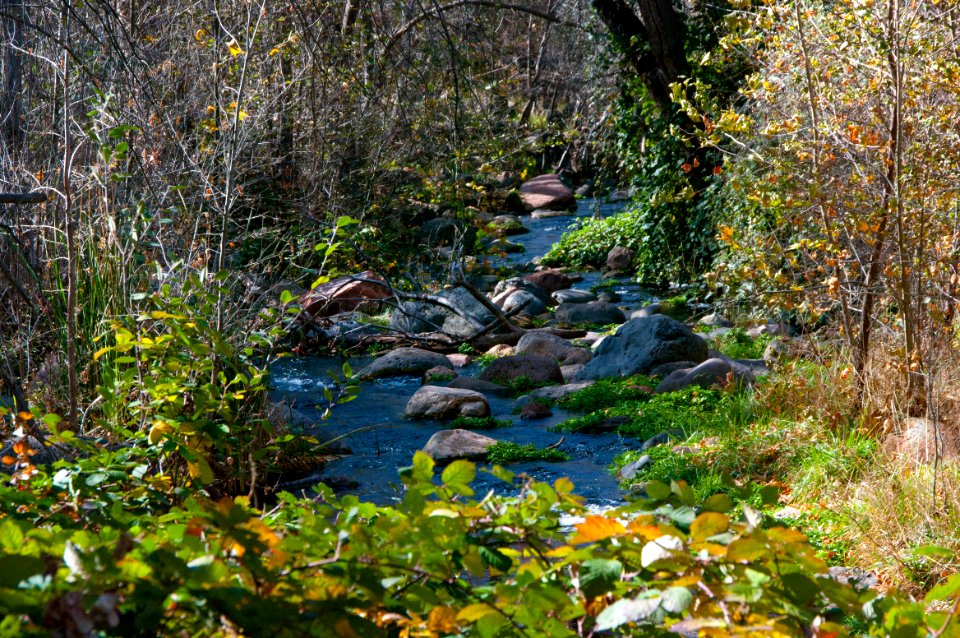Fossil Springs Wilderness: Springs Area