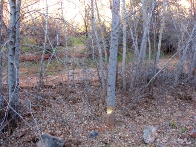 Parsons Trail
