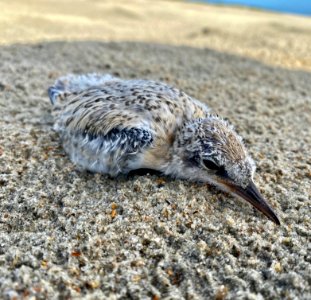 A least tern chick out on South Point, Ocracoke Island