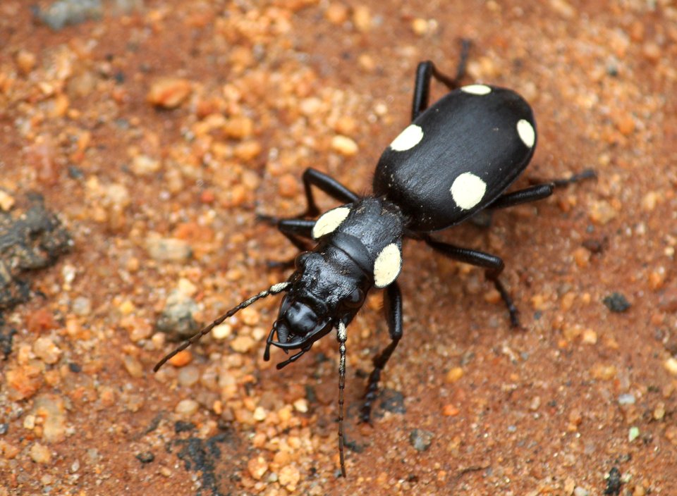 Anthia sexguttata, or the six-spot ground beetle