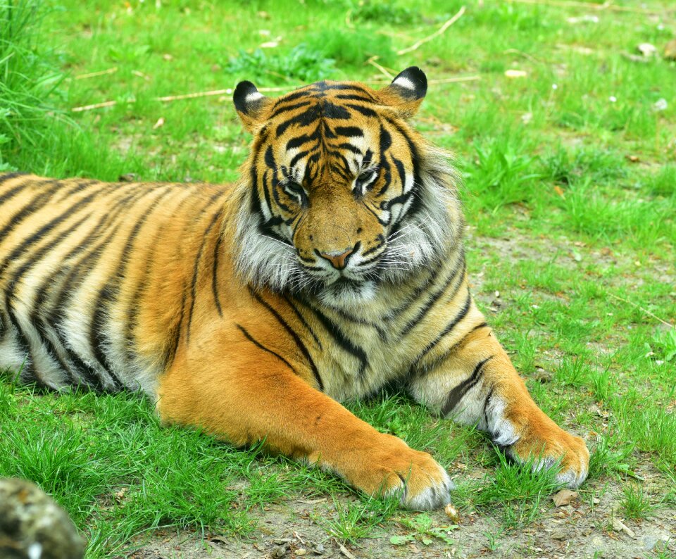 Animal world dangerous cat