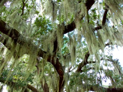 New Orleans